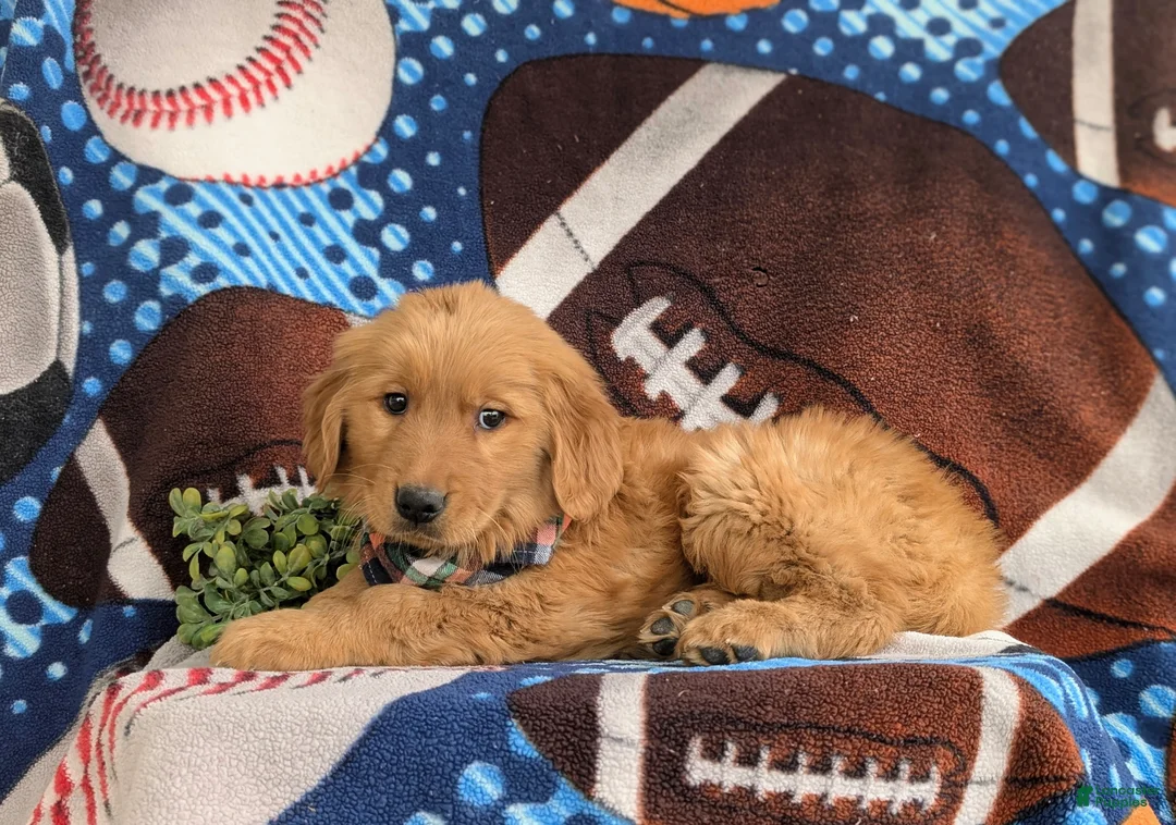 Golden Retriever dogs for sale: Corben - Ad 5