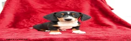 Miniature Dachshund dogs for sale: Sage - Ad 1