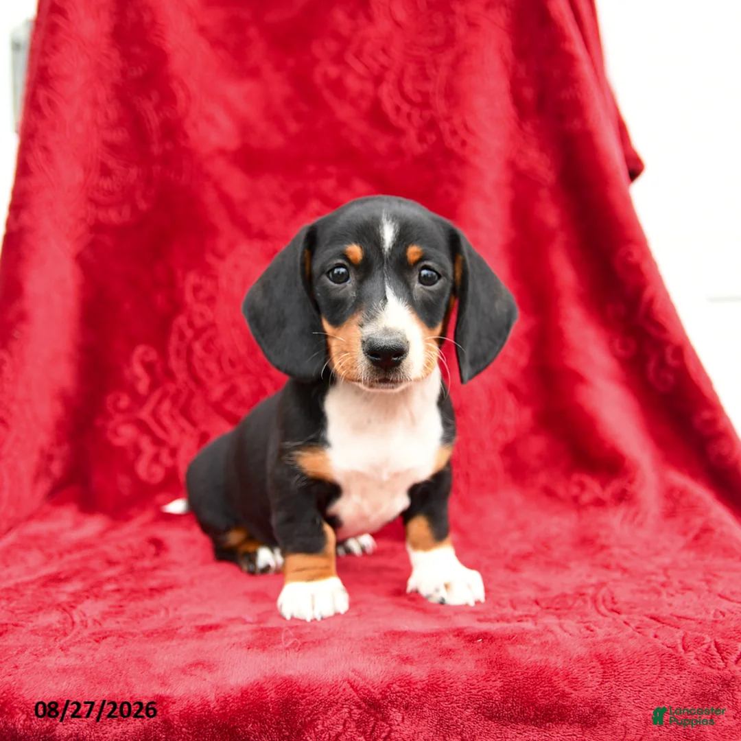 Miniature Dachshund dogs for sale: Sage - Ad 1