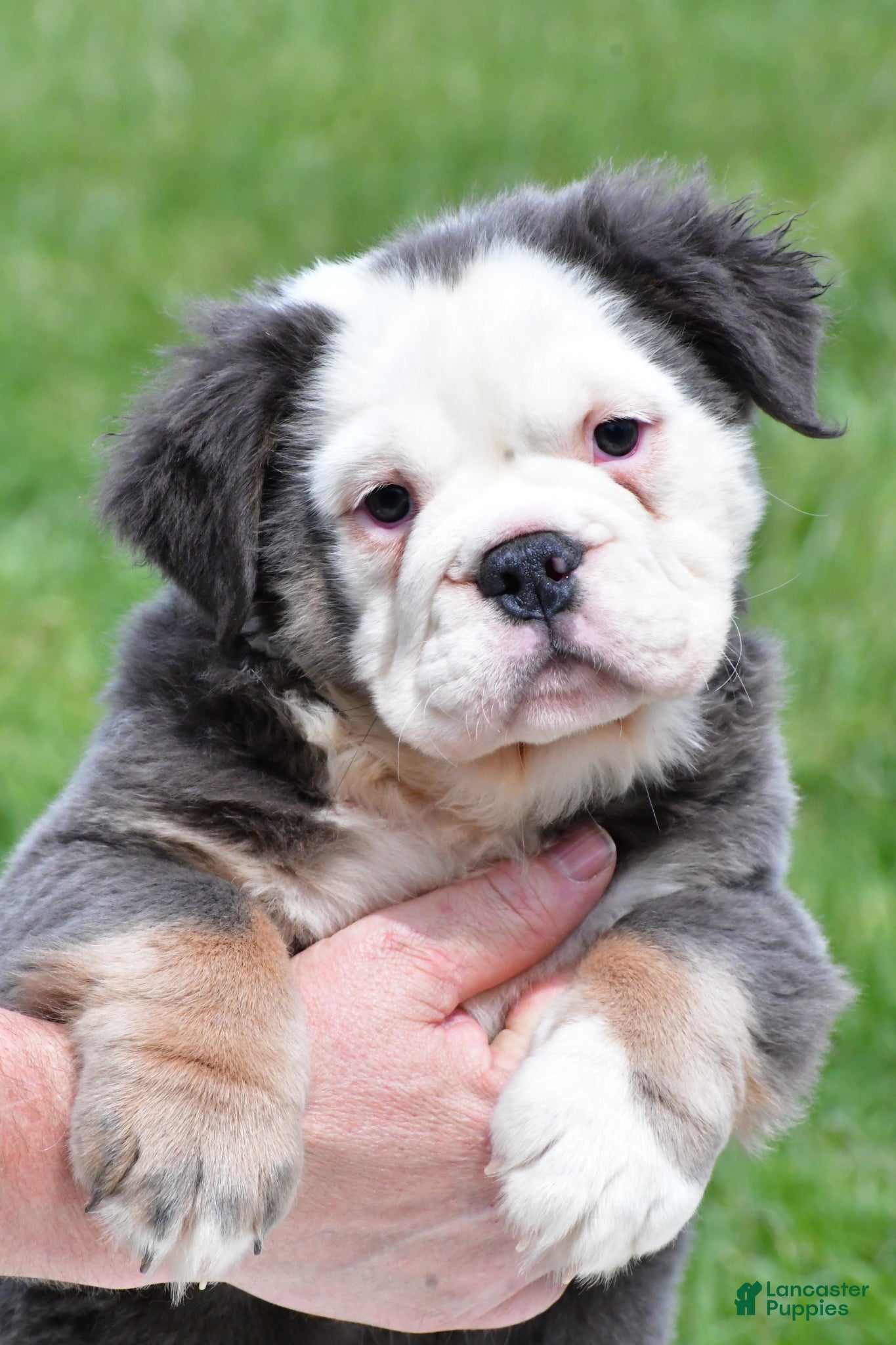 English Bulldog dogs Flower - Ad 2