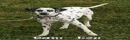 Dalmatian dogs for sale: Hannah - Ad 10