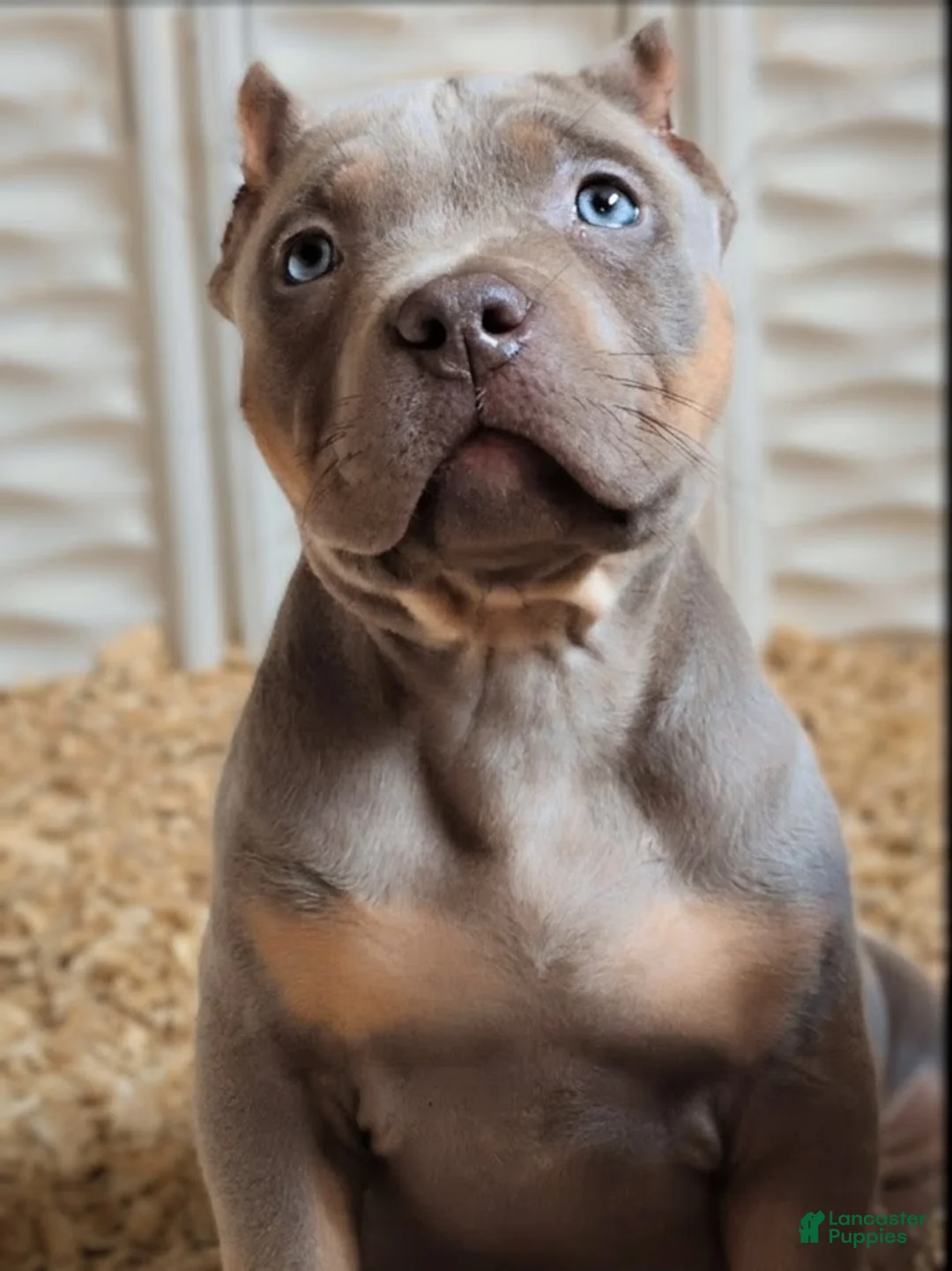 American Bully dogs for sale: Poncho  - Ad 1
