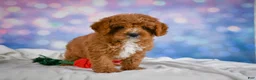 Cavapoo dogs for sale: Candy - Ad 7
