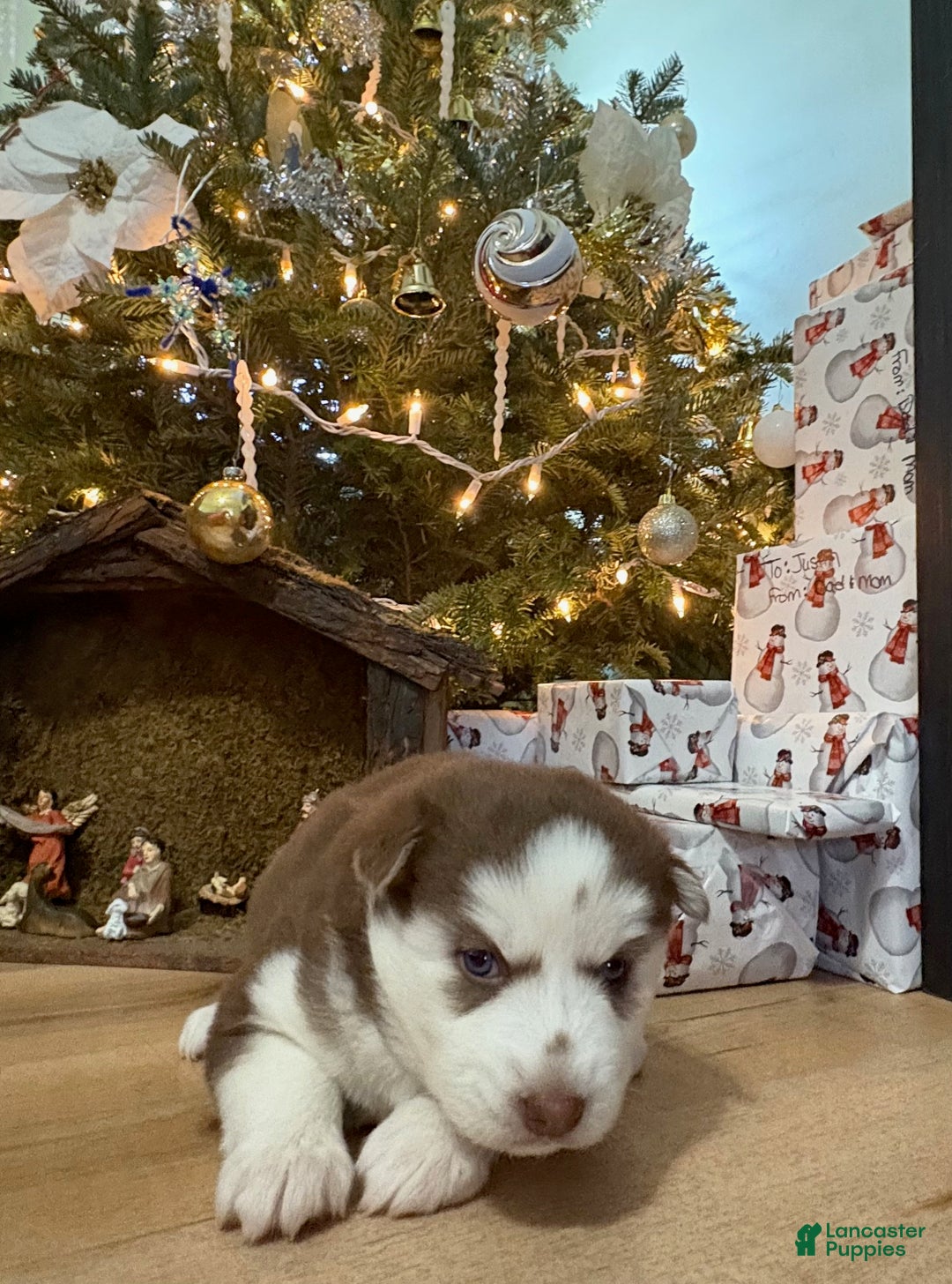 Mixed Breed dogs for sale: Sally - Ad 8