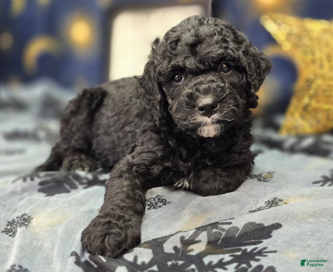 Cockapoo dogs for sale: Crescent - Ad 13