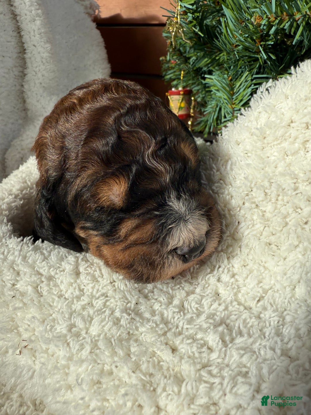 Saint Berdoodles dogs for sale: Bella - Ad 11