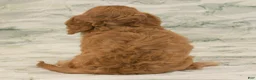 Cavapoo dogs for sale: Alice - Ad 5