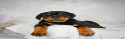 Rottweiler dogs for sale: Watson - Ad 8