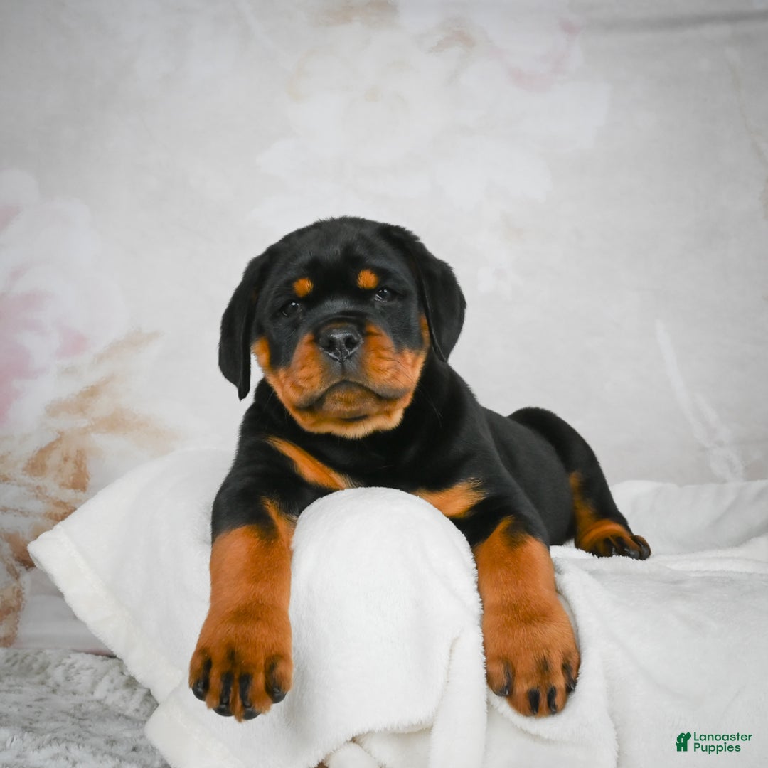 Rottweiler dogs for sale: Watson - Ad 8