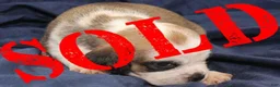 Puggle dogs for sale: Chewy - Ad 27