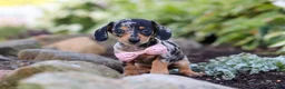 Miniature Dachshund dogs for sale: Stella - Ad 9