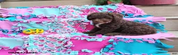 Mini Goldendoodle dogs for sale: Raggedy Ann - Ad 8