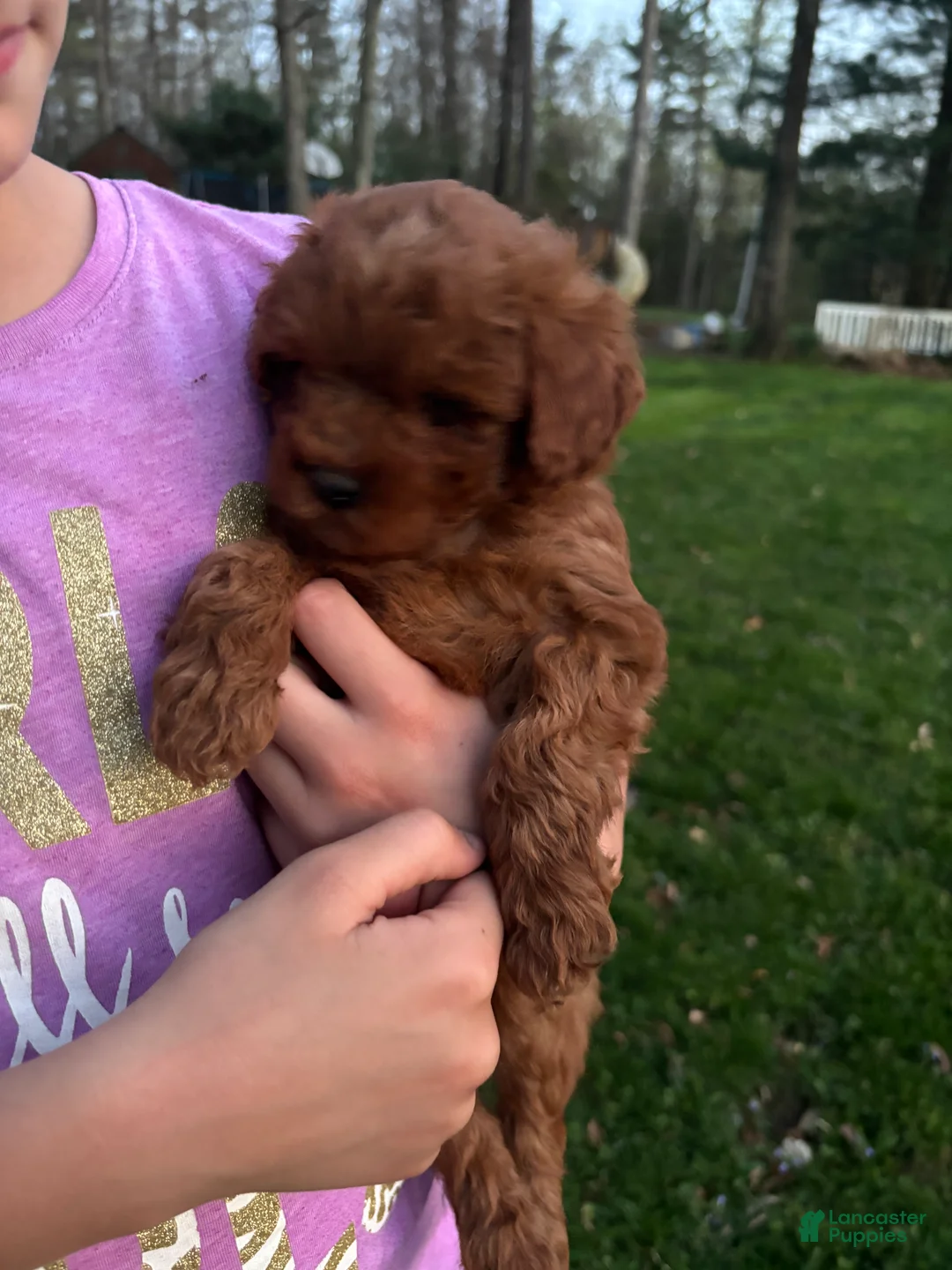 Mini Goldendoodle dogs for sale: Sally - Ad 1