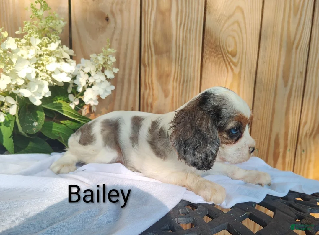 Cavalier King Charles Spaniel dogs for sale: Bailey - Ad 1