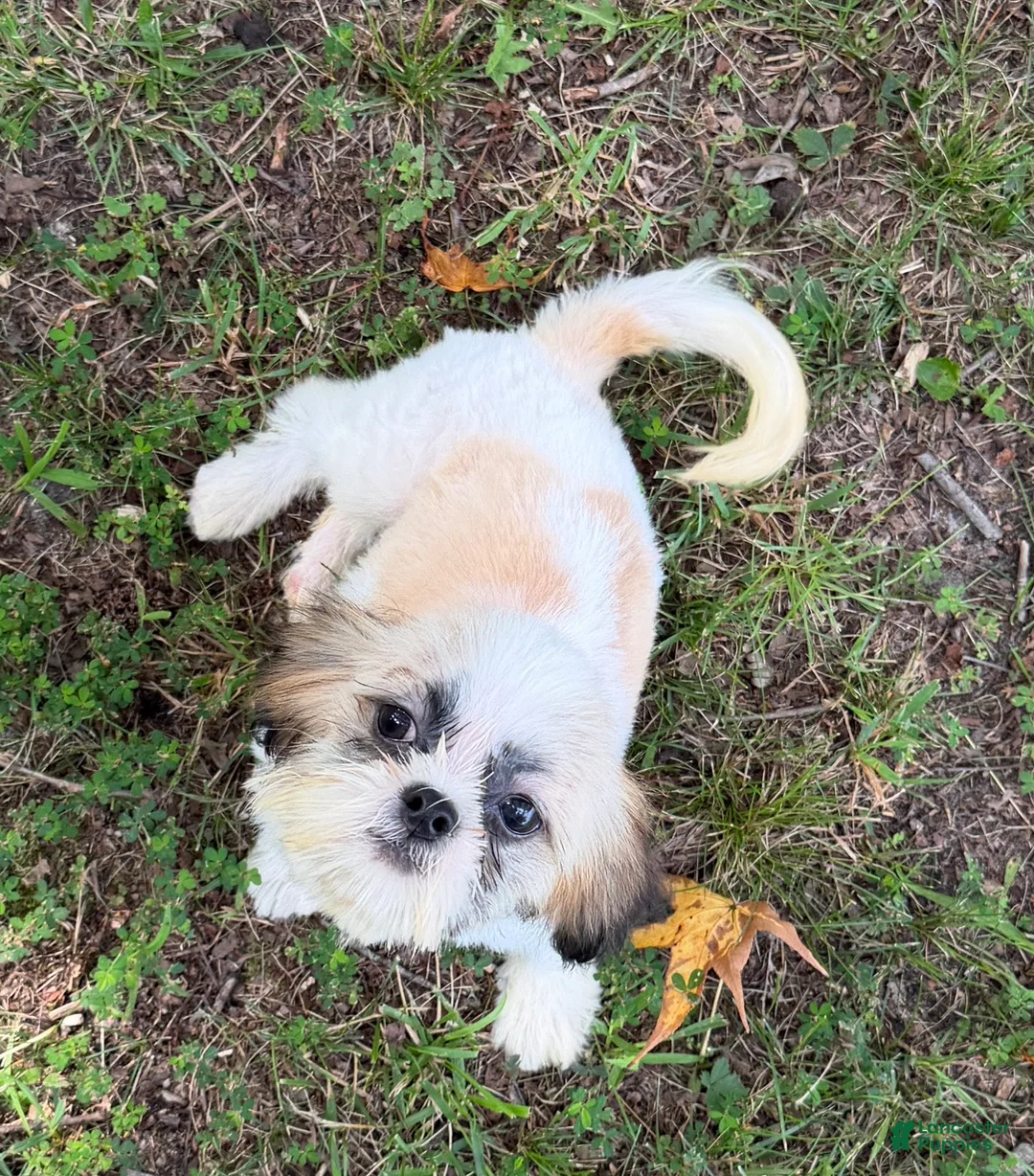 Shih Tzu dogs for sale: Duke - Ad 6
