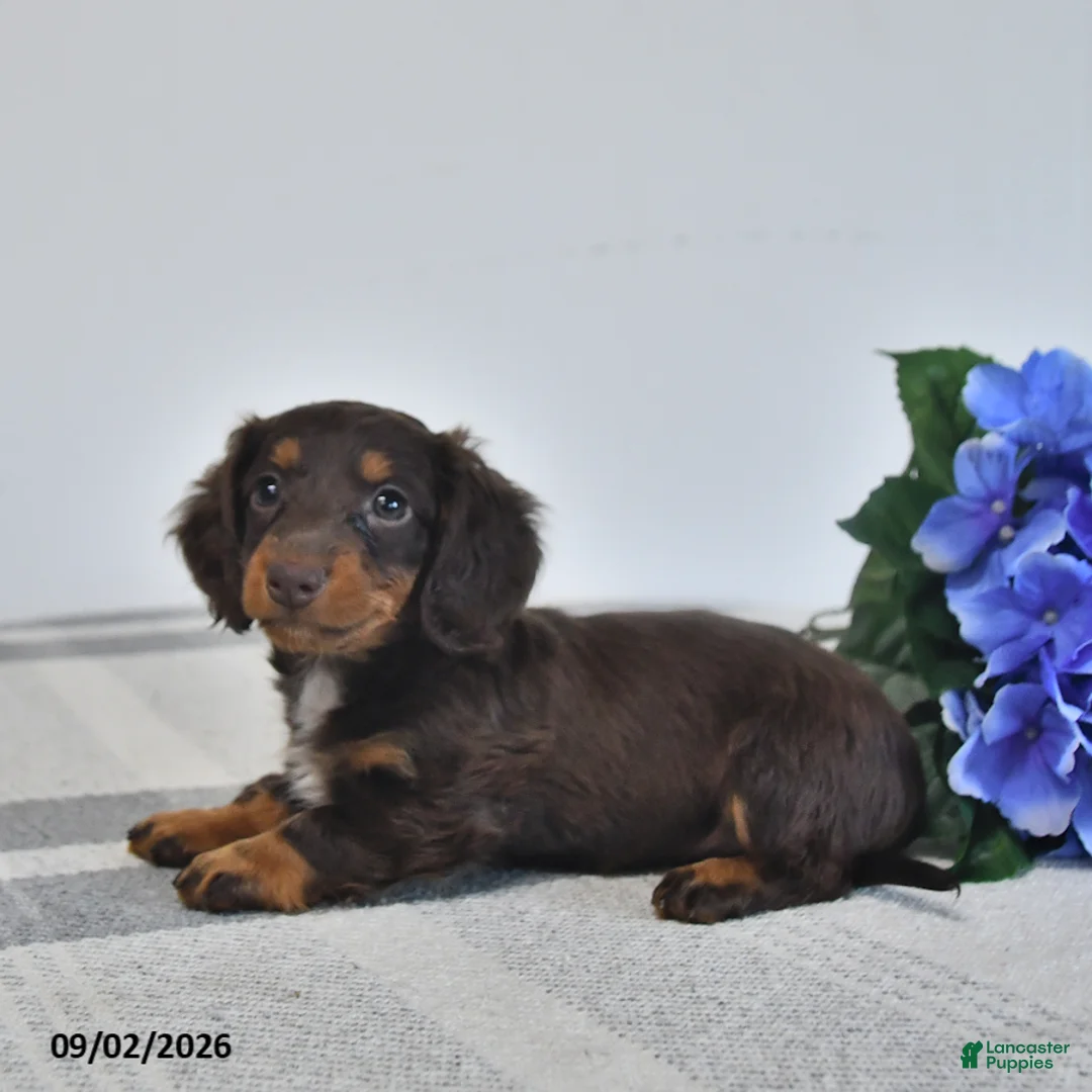 Miniature Dachshund dogs for sale: Flora   - Ad 3