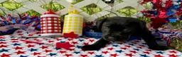 Labrador Retriever dogs for sale: Rocket - Ad 3