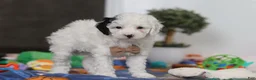 Miniature Poodle dogs for sale: Tate - Ad 4