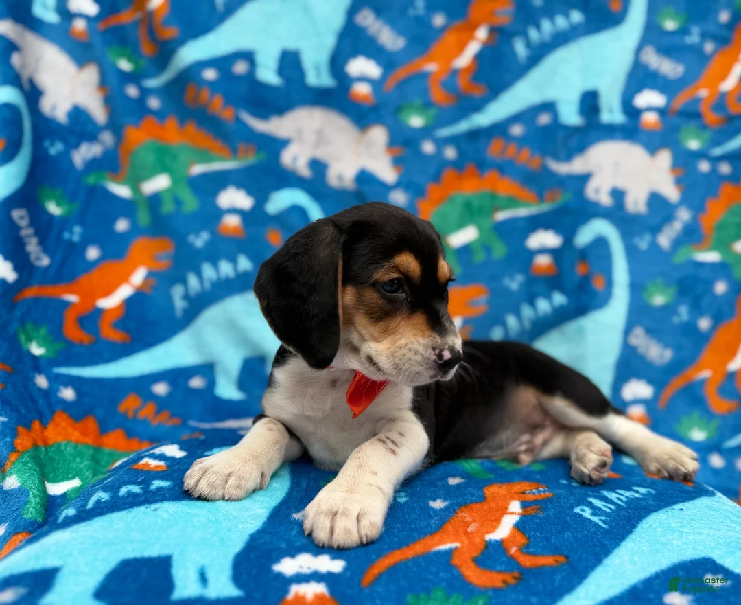 Beagle dogs for sale: Tigger - Ad 7