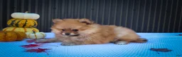 Pomeranian dogs for sale: Max🐾 - Ad 10