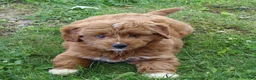 Mini Goldendoodle dogs for sale: Vicky - Ad 3