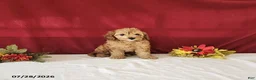 Cavapoo dogs for sale: Tribute - Ad 3