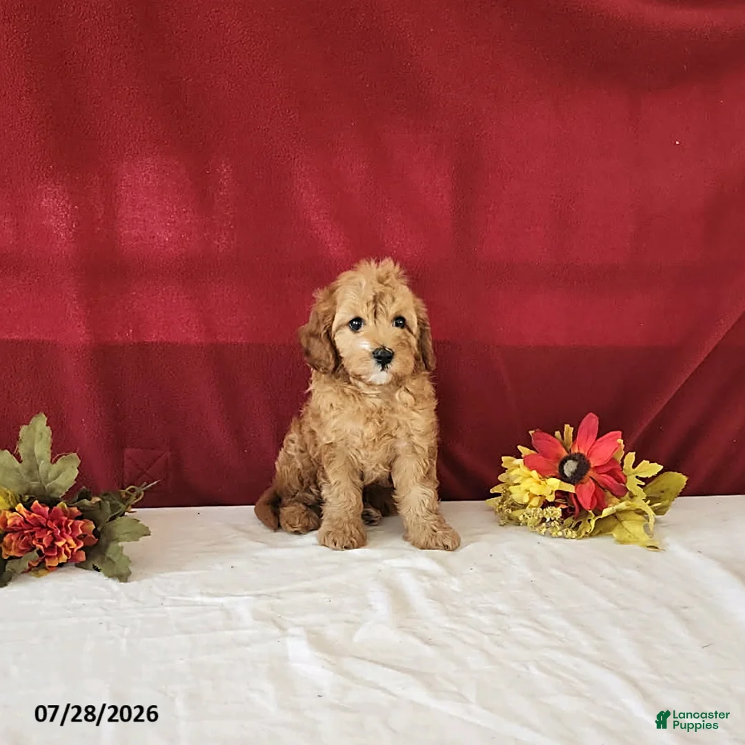 Cavapoo dogs for sale: Tribute - Ad 3