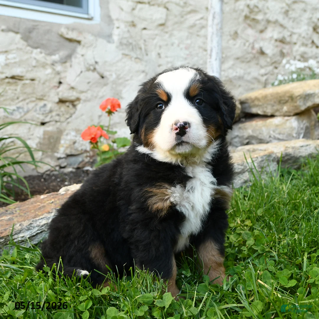 Bernese Mountain Dog dogs for sale: Bernadette - Ad 1