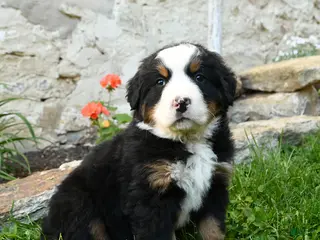 Bernese Mountain Dog dogs for sale: Bernadette - Ad 4