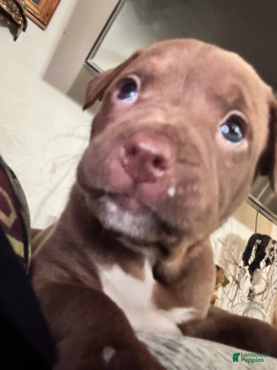 Mixed Breed dogs for sale: Mixed Breed Puppy 3 - Ad 1