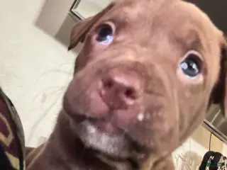 Mixed Breed dogs Mixed Breed Puppy 3 - Ad 10