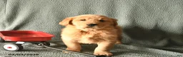 Golden Retriever dogs for sale: Kipper   - Ad 3