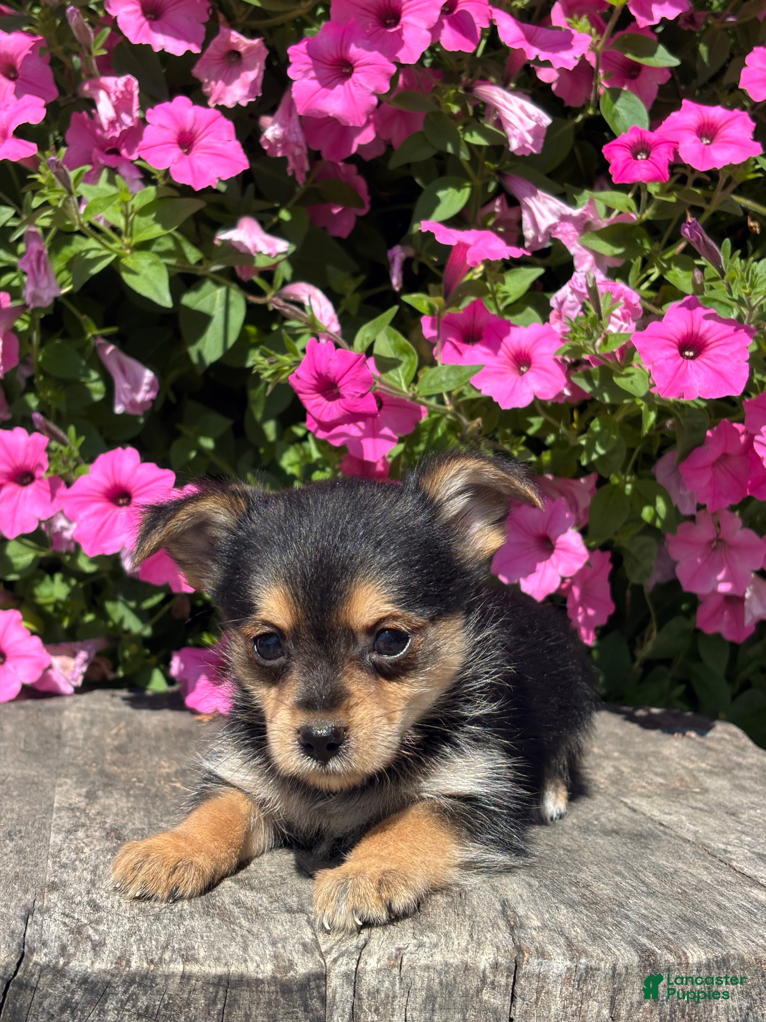 Mixed Breed dogs Leonora - Ad 2