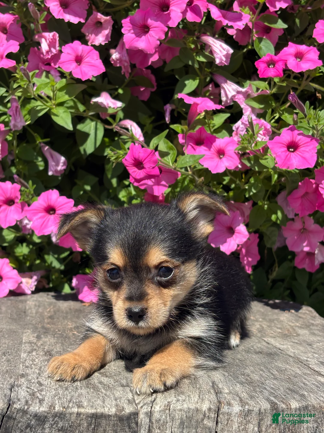 Mixed Breed dogs for sale: Leonora - Ad 2