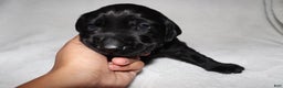 Labrador Retriever dogs for sale: Tucker - Ad 1