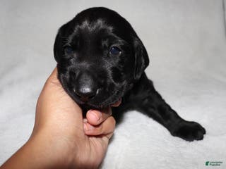 Labrador Retriever dogs Tucker - Ad 23