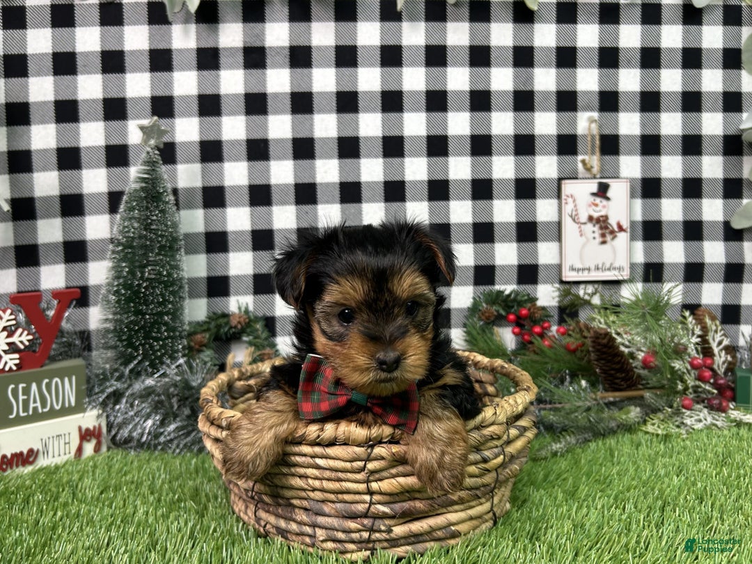 Yorkshire Terrier dogs for sale: Teddy - Ad 6