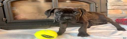 Cane Corso dogs for sale: Green boy - Ad 6