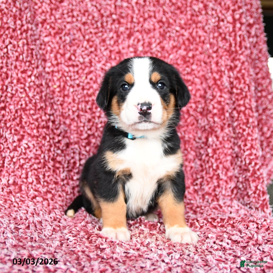 Greater Swiss Mountain Dog dogs Jet - Ad 1