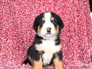 Greater Swiss Mountain Dog dogs for sale: Jet - Ad 4
