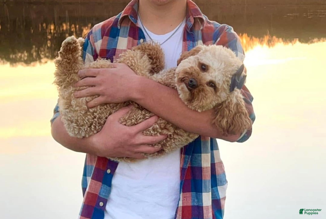 Mini Goldendoodle dogs for sale: Goose - Ad 13