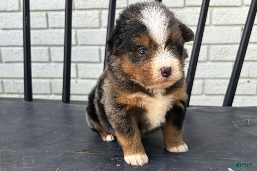 Mini Bernedoodle dogs Derek - Ad 28