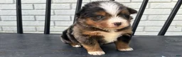 Mini Bernedoodle dogs for sale: Derek - Ad 1