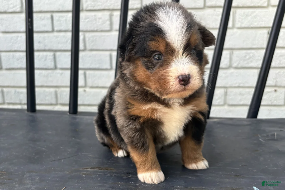 Mini Bernedoodle dogs for sale: Derek - Ad 1