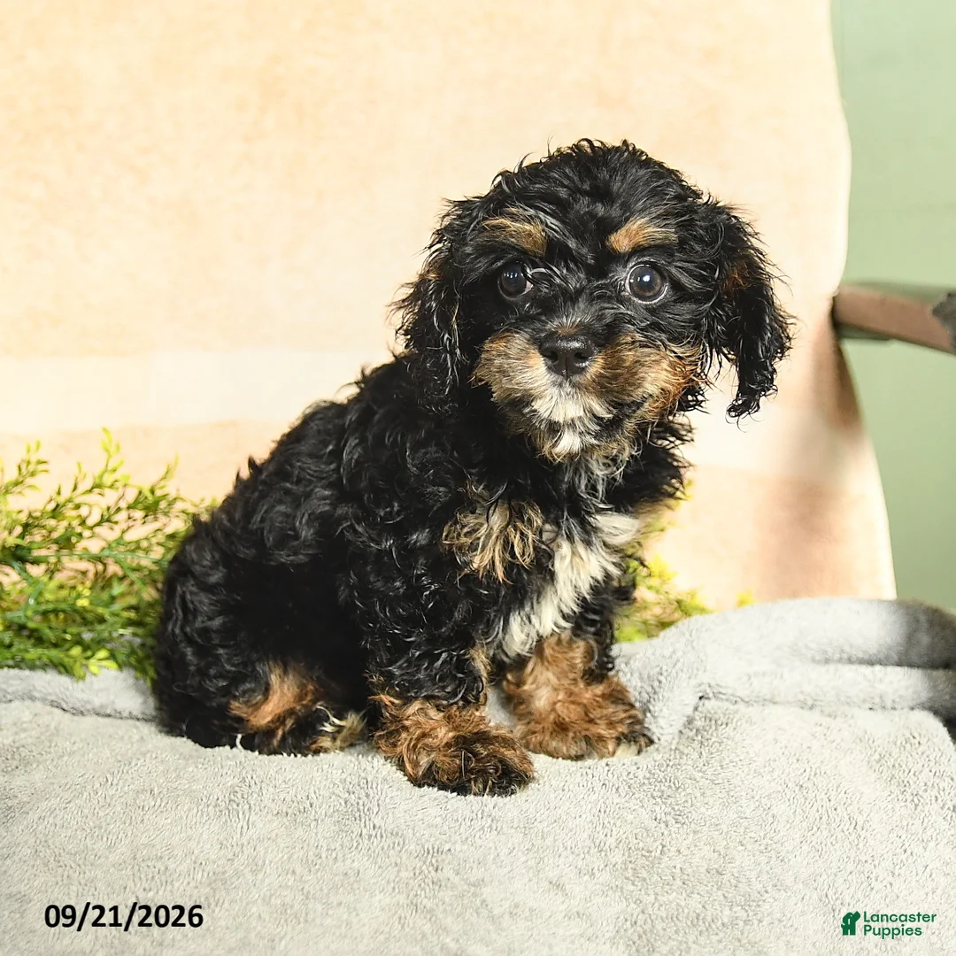 Mixed Breed dogs for sale: Maris - Ad 3
