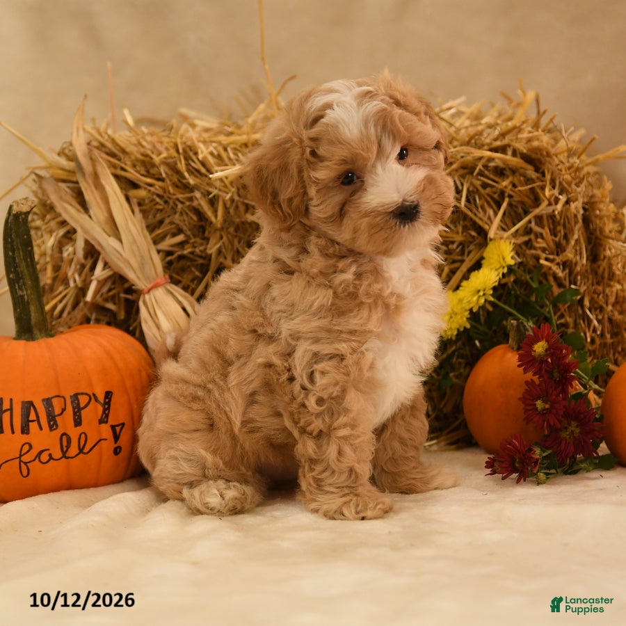 Maltipoo dogs Jubal - Ad 1