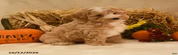 Maltipoo dogs for sale: Jubal - Ad 1