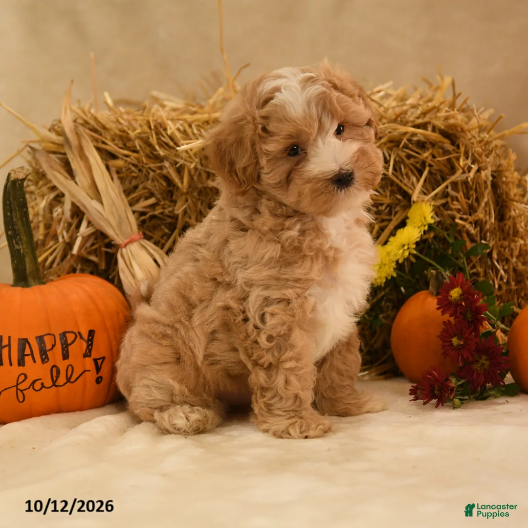 Maltipoo dogs for sale: Jubal - Ad 1