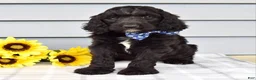 Labradoodle dogs for sale: Conner - Ad 5