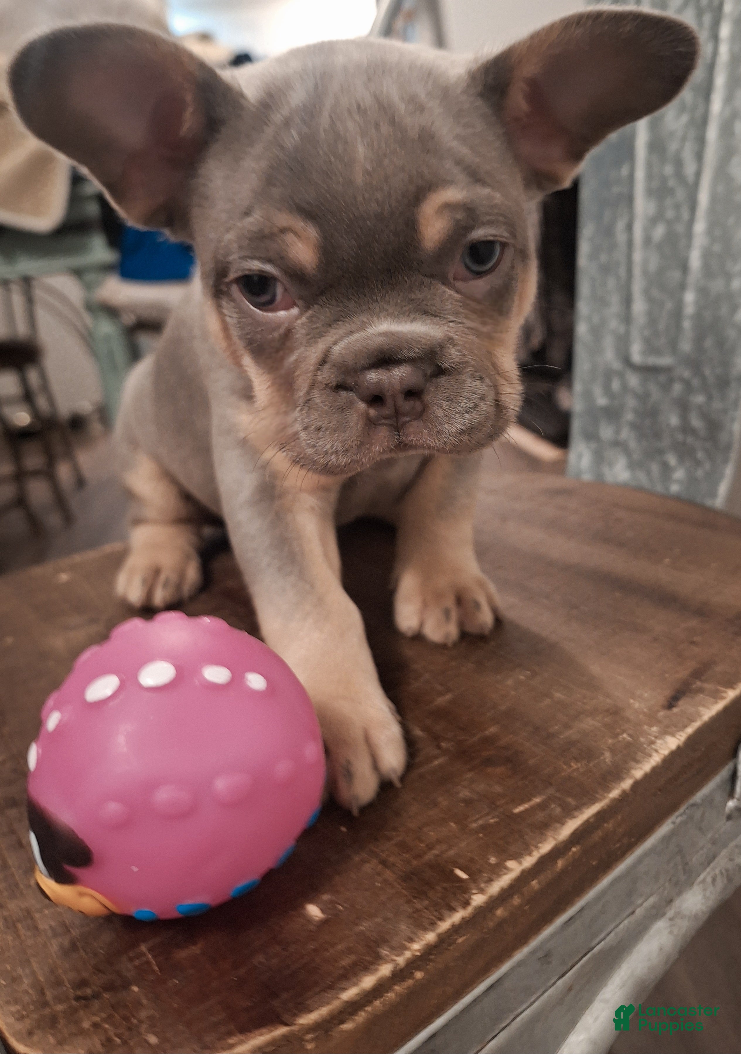 French Bulldog dogs French Bulldog Puppy 1 - Ad 10